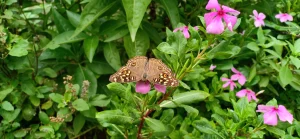 flower with butterfly