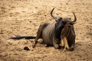 Wildebeast resting at Burger's Zoo, Arnhem, The Netherlands