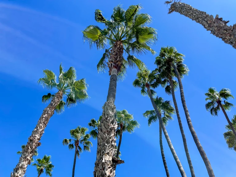 San Diego palm trees in the wind