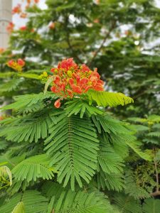 In Bangladesh it's called by "Krisnochura" The flowers of Delonix regia"