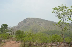 Hills & Tree