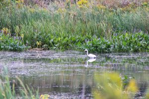 Great Snowy Egret, Montezuma Wildlife Refuge, Seneca Falls, New York, USA