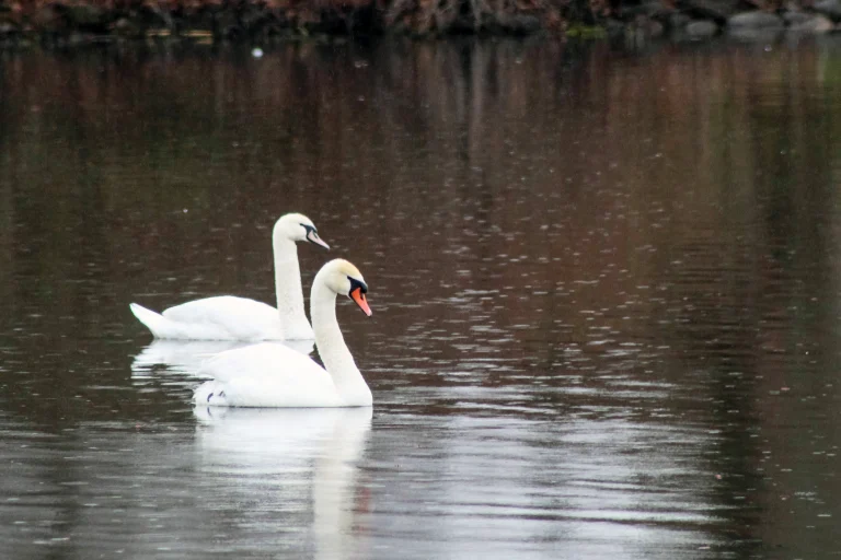 Mute Swans swimming in a pond, near Lake Ontario, New York, USA