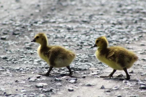 Canada Geese Goslings, Montezuma Wildlife Refuge, Seneca Falls, New York, USA