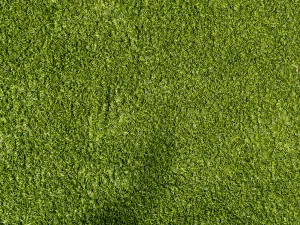 Green turf grass texture for backgrounds

