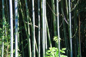 Bamboo Forest, Spring City, Tennessee, USA