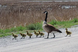 Canada Goose with Goslings, Montezuma Wildlife Refuge, Seneca Falls, New York, USA