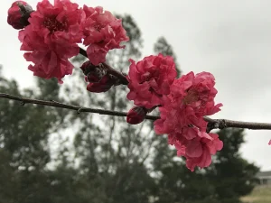 Peach Blossom Flowers