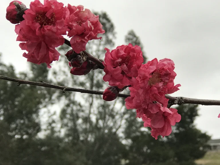 Peach Blossom Flowers