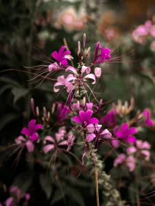 Beautiful flower on the way to east Nepal