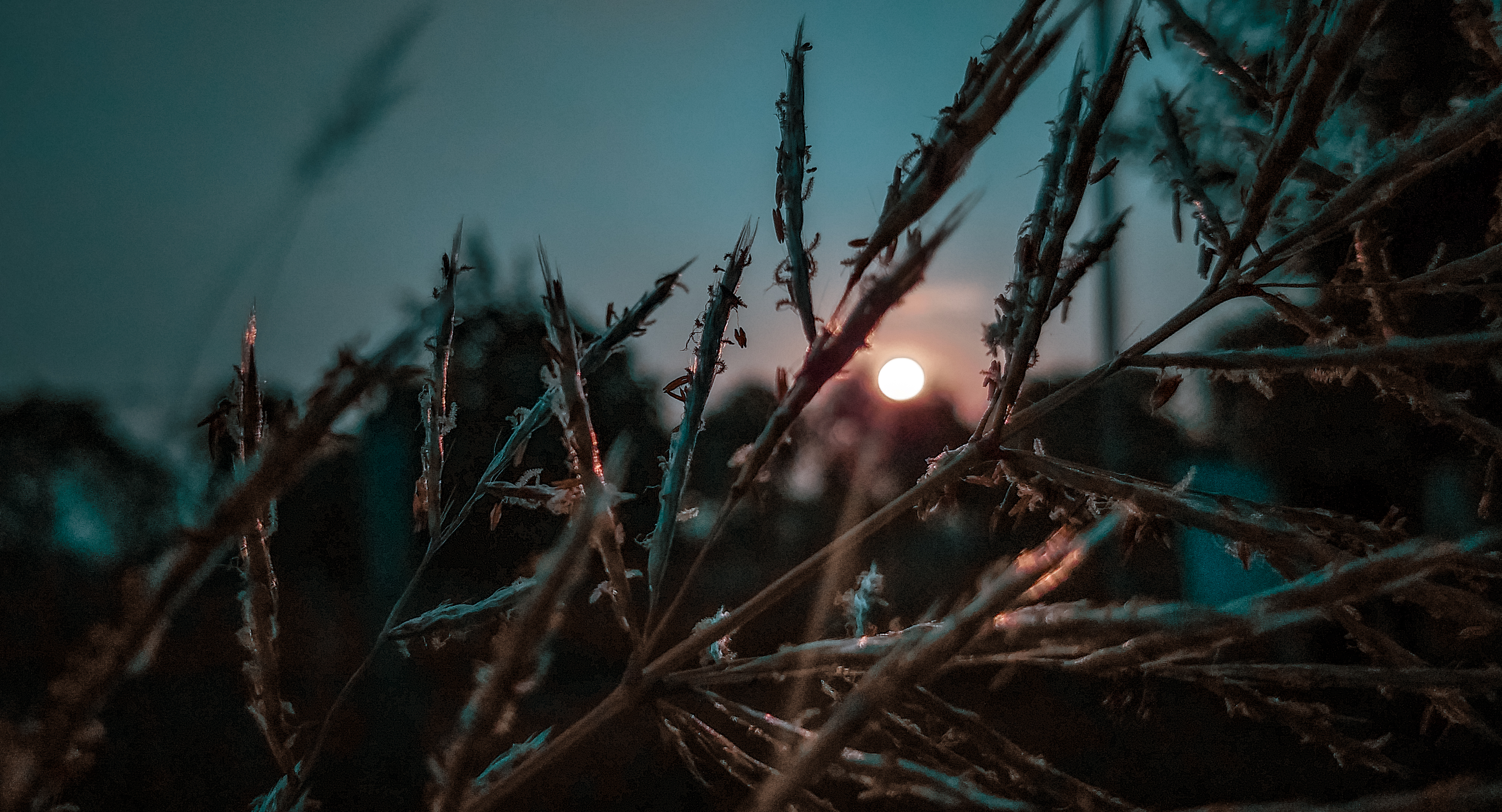 nature, sunset