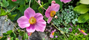 Pink Flower
