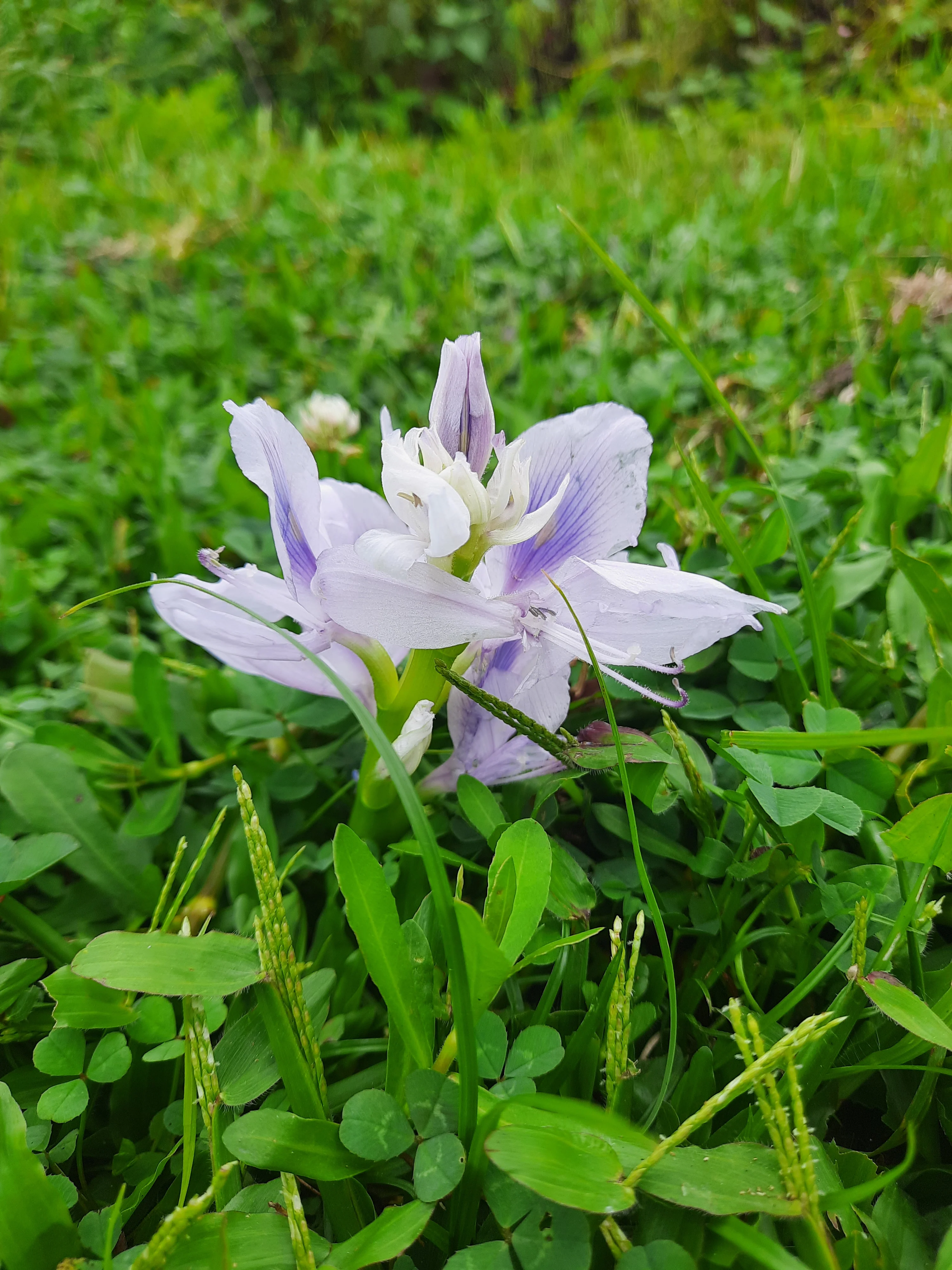 flower found on wet land in dhobighat Kathmandu