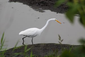 Great Snowy Egret, Montezuma Wildlife Refuge, Seneca Falls, New York, USA