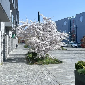 Blossom tree, Mouvaux, France
