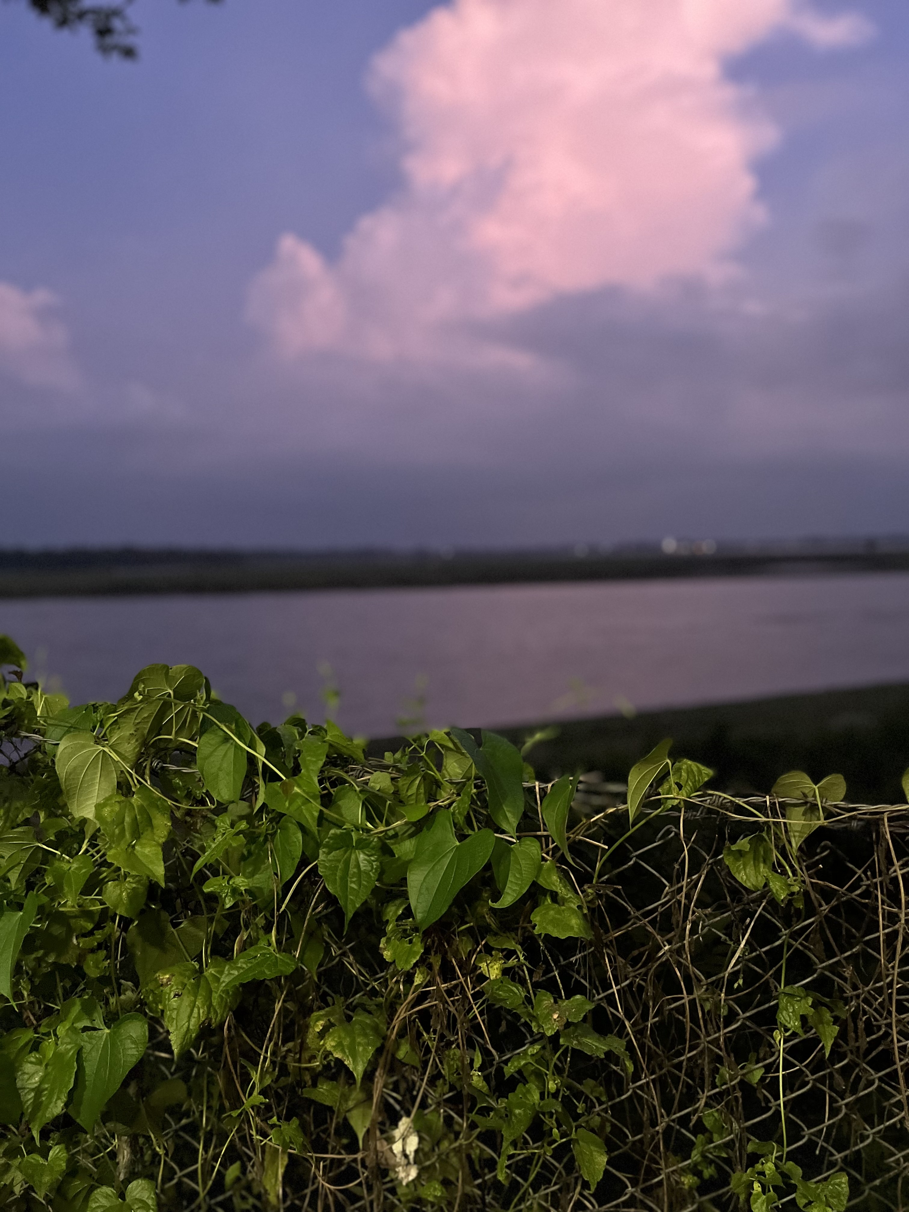 A lush green vine with various leaves grows along a chain-link fence in the foreground, while the background features a serene body of water reflecting purple and pink hues of a cloudy sky at dusk.