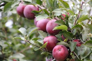 Apples on tree, Huron, New York, USA