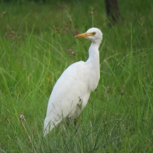 White Duck On Land