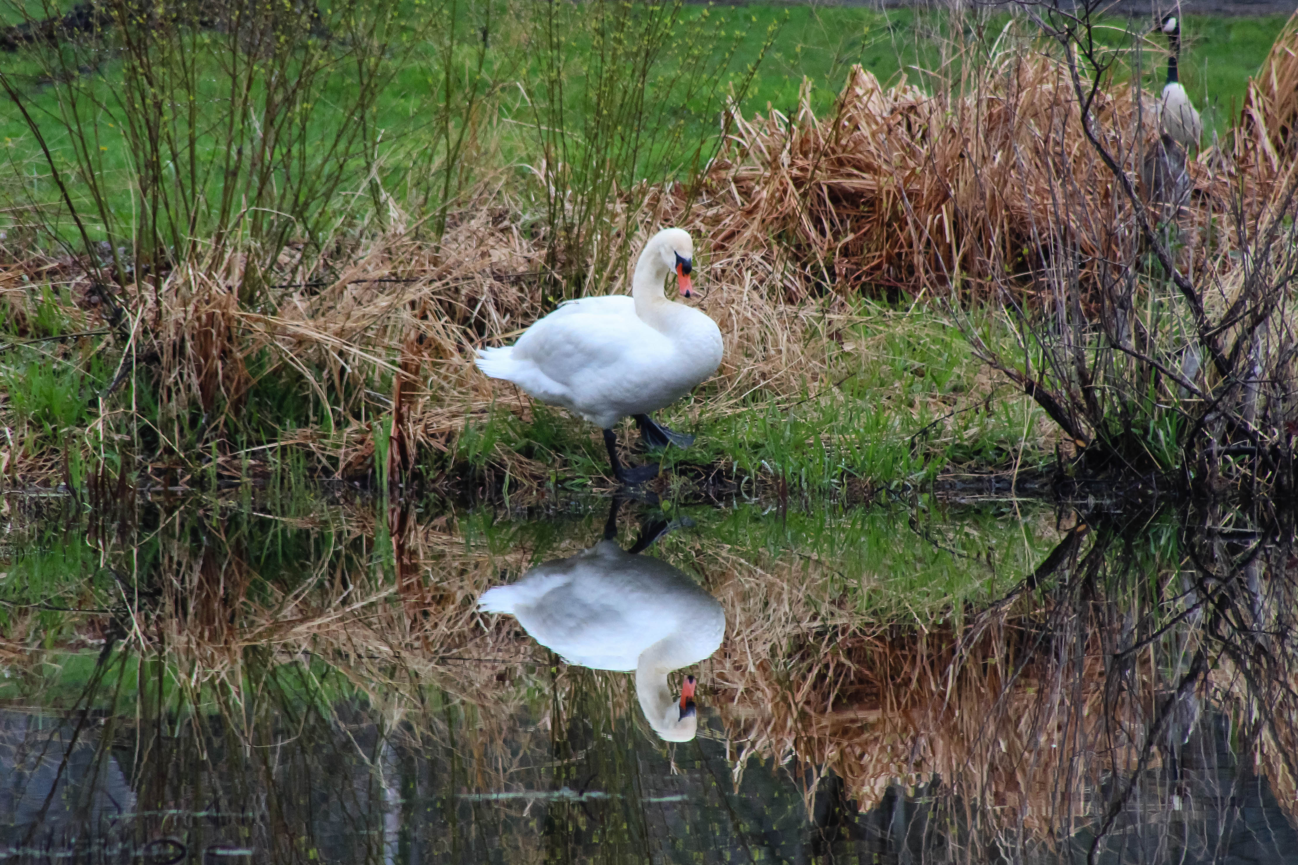 Mute Swan reflected in a pond, near Lake Ontario, New York, USA