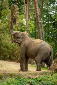 View larger photo: Asian elephant feeding at Burger's Zoo, Arnhem, The Netherlands