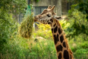 A giraffe feeding at Burger's Zoo, Arnhem, The Netherlands