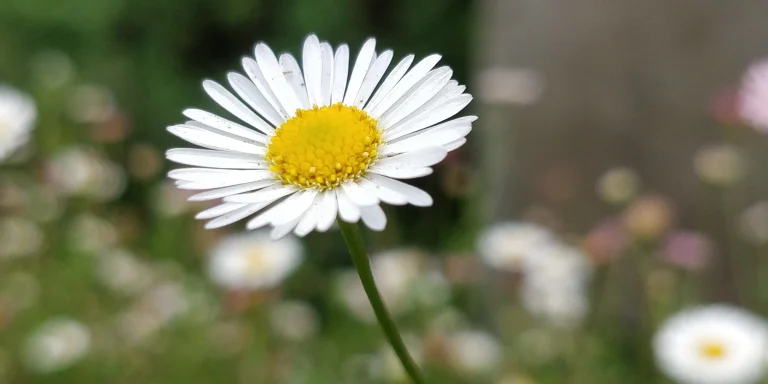 Tiny flower (Macro)