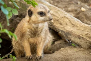 Meerkat at Burger's Zoo, Arnhem, The Netherlands