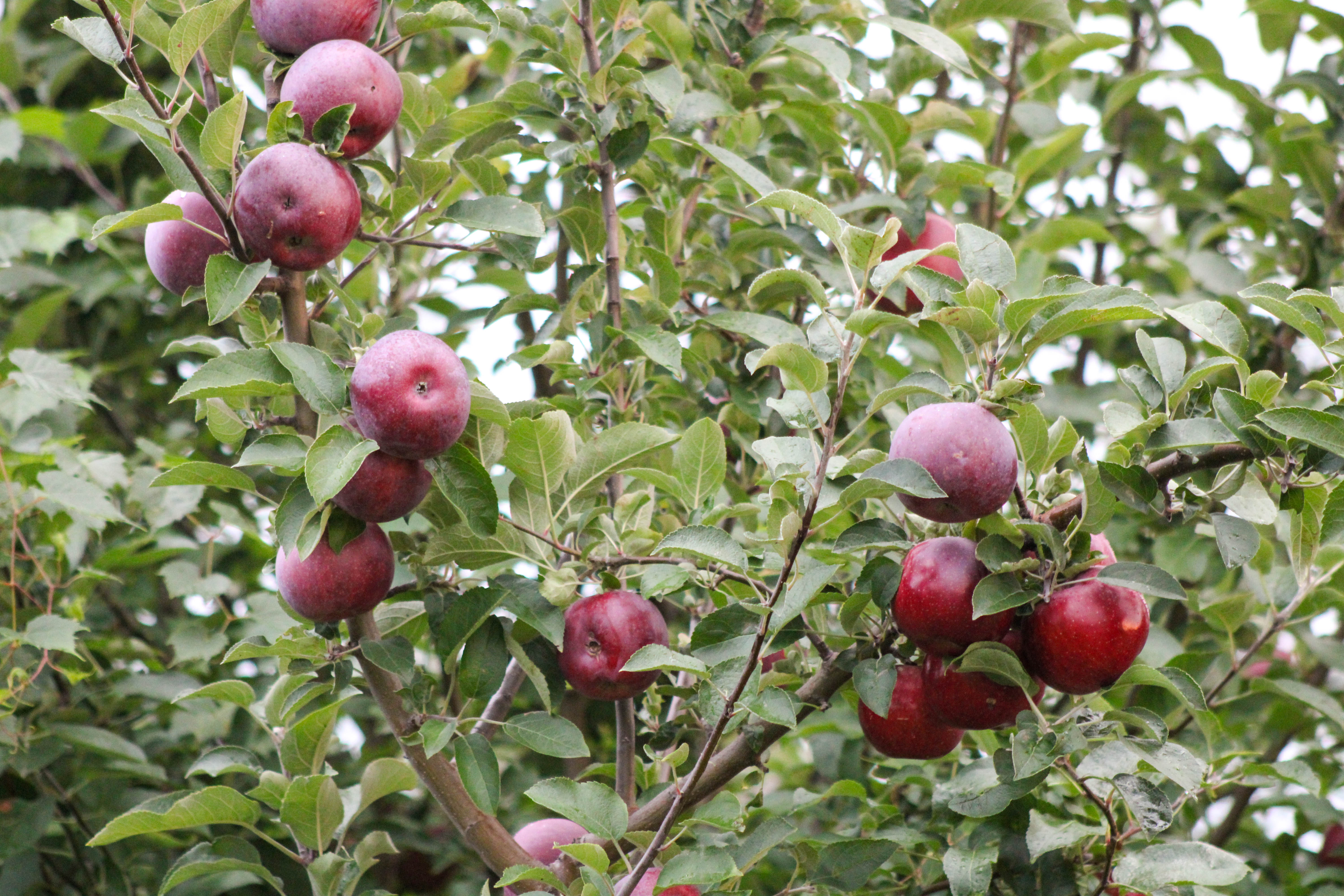 Apples on tree, Huron, New York, USA