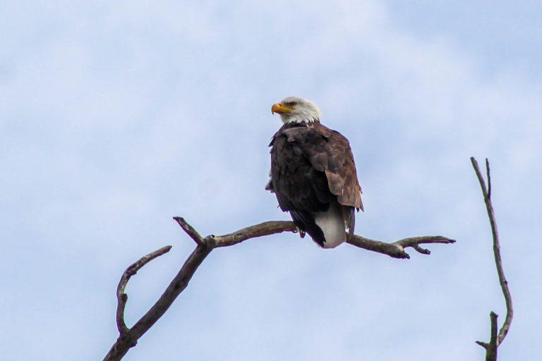 Bald Eagle, Montezuma Wildlife Refuge, Seneca Falls, New York, USA