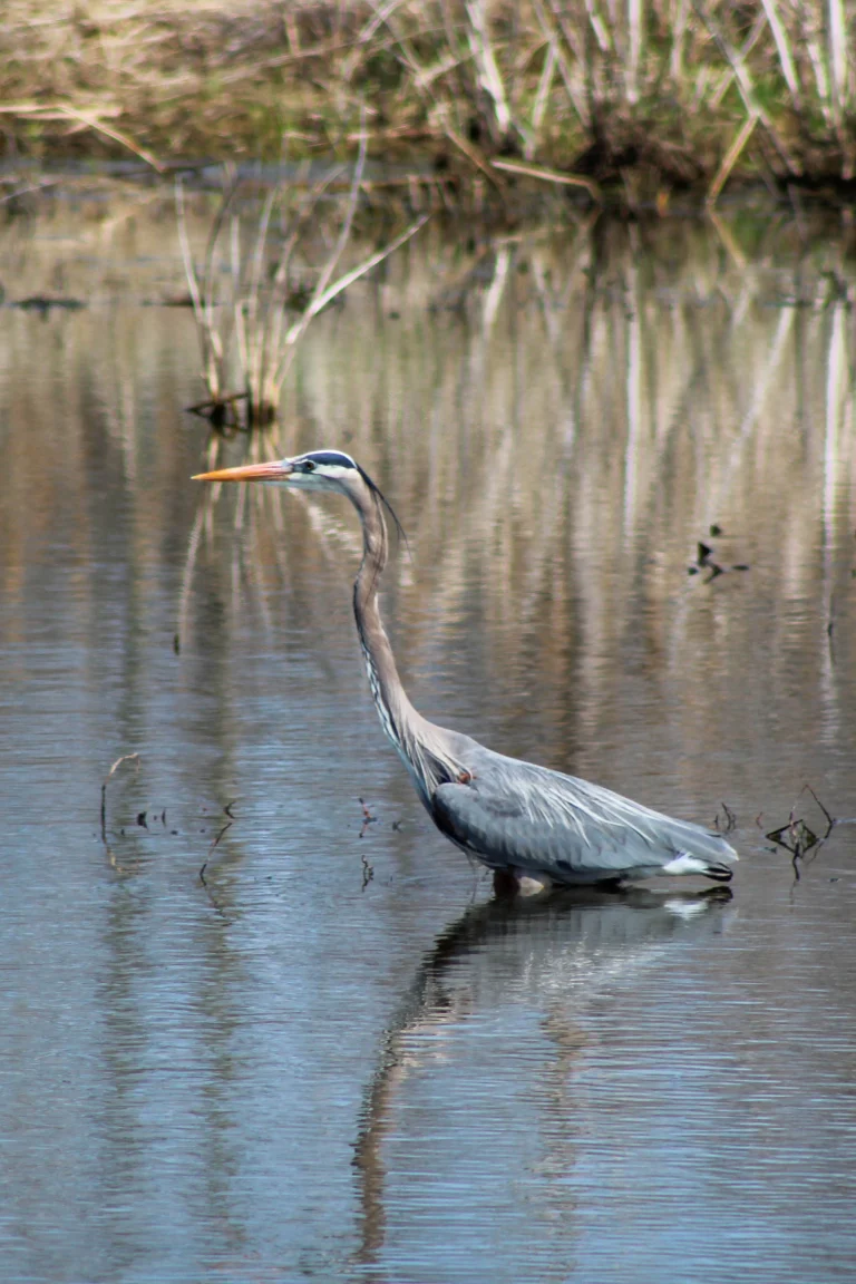 Great Blue Heron at Montezuma Wildlife Refuge, Seneca Falls, New York, USA