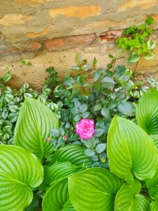 Pink roses surrounded by green leaves and old brick wall.
