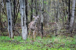 Deer in the rain, Fair Haven, New York, USA