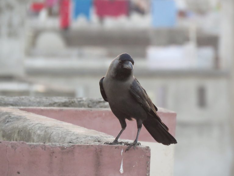 Crow On Roof Of House