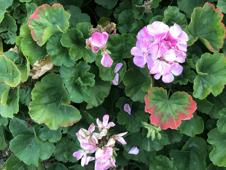 Geranium Plant Flowers