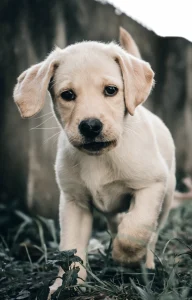 Cute little dog enjoying on the grass