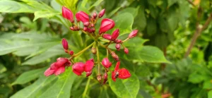 Pink Flower