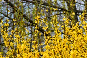 Forsythia bush, Sodus Point, New York, USA