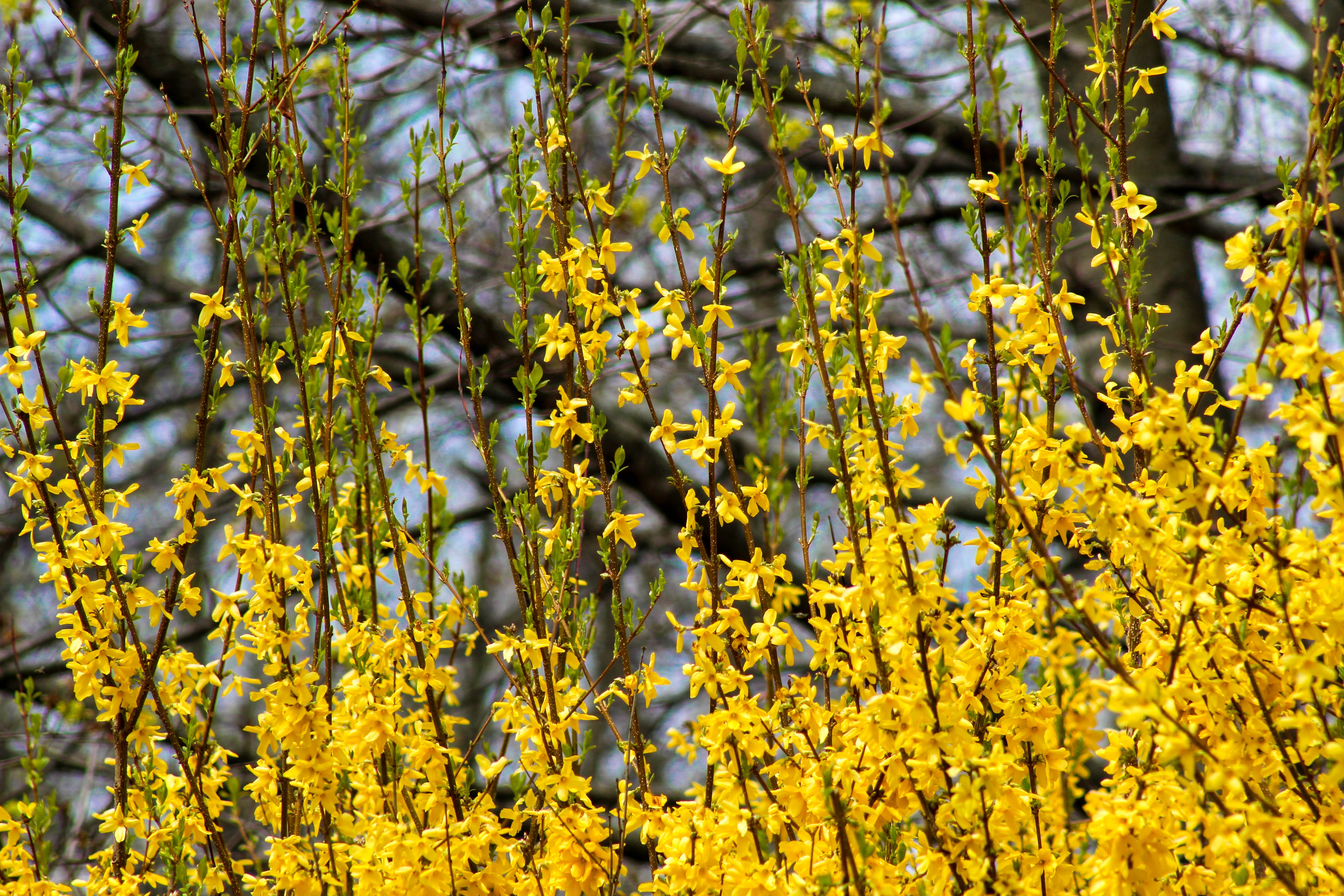 Forsythia bush, Sodus Point, New York, USA