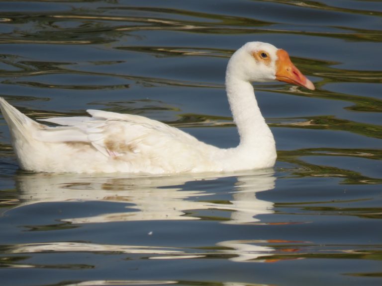 One Duck In Water