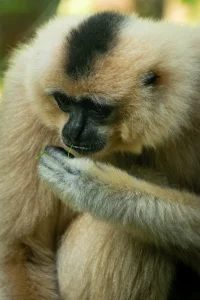 Close-up of a gibbon at Burger's Zoo, Arnhem, The Netherlands