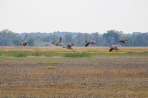 Canada Geese Flying over Montezuma Wildlife Refuge, Seneca Falls, New York, USA