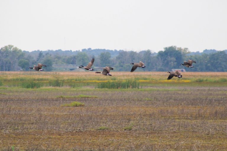 Canada Geese Flying over Montezuma Wildlife Refuge, Seneca Falls, New York, USA