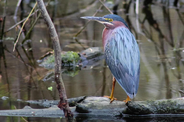 Green Heron, Sterling, New York, USA