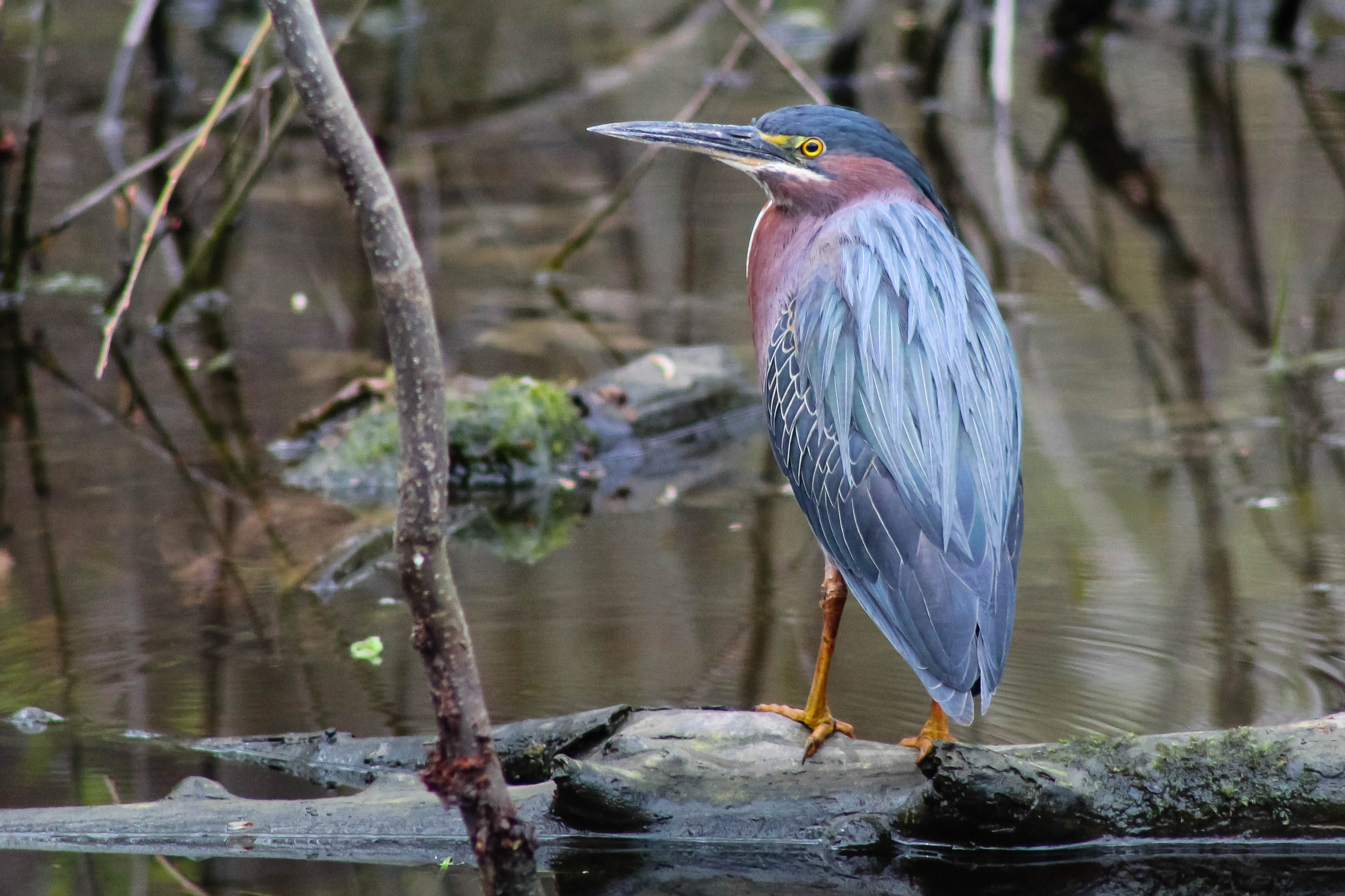 Green Heron, Sterling, New York, USA