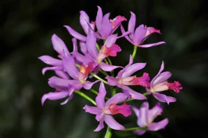 Tropical flower, Guadeloupe