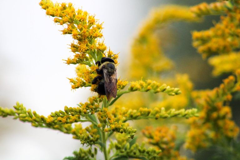 Bumblebee on Goldenrod, Montezuma Wildlife Refuge, Seneca Falls, New York, USA