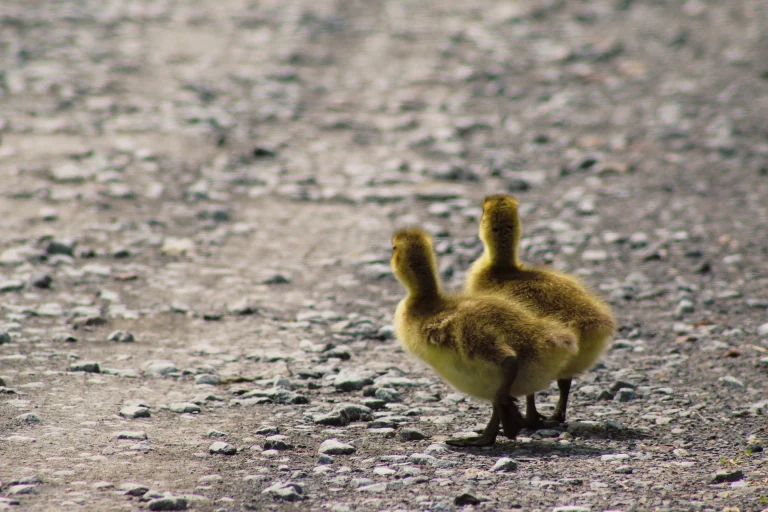 Canada Geese Goslings, Montezuma Wildlife Refuge, Seneca Falls, New York, USA