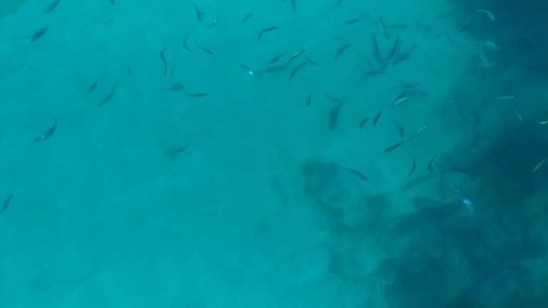 Fishes in a turquoise sea