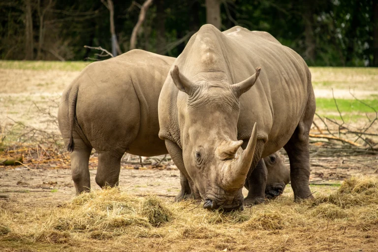 Rhinos at Burger’s Zoo, Arnhem, The Netherlands