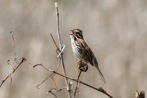 Song Sparrow, Montezuma Wildlife Refuge, Seneca Falls, New York, USA